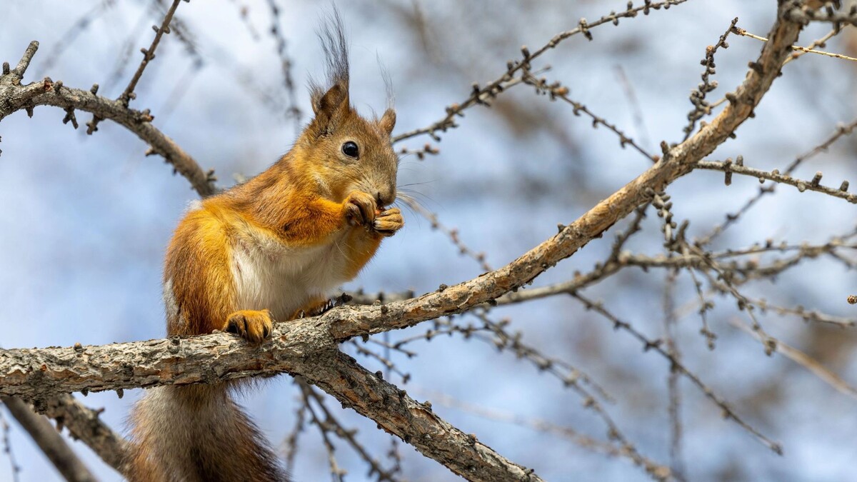    Фото: Федор Воронов / «Ямал-Медиа»