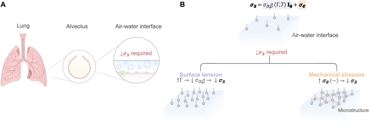    Графическая аннотацияScience Advances