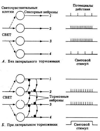 Схема работы латерального торможения
