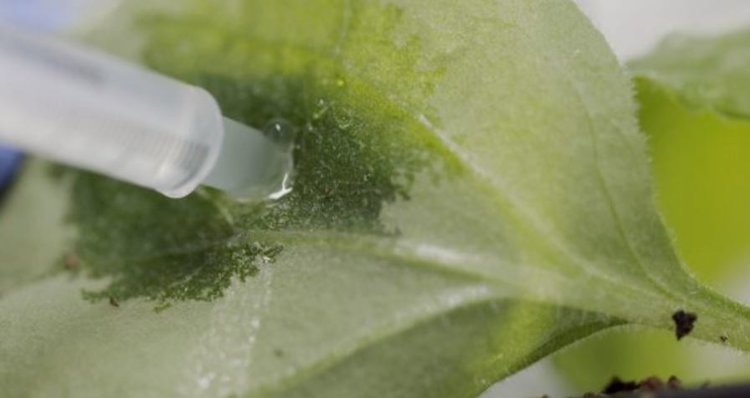    Фото: John Innes Centre