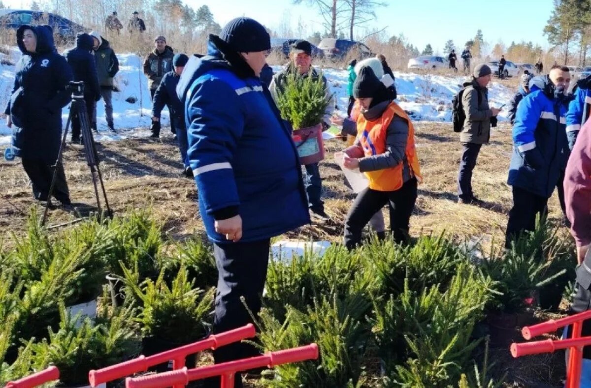    Более 800 тысяч хвойных деревьев высадили в НСО за семь лет по нацпроекту