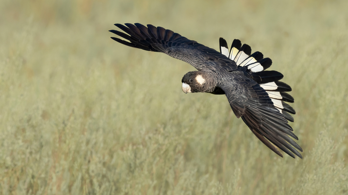     Фото: Habiburstock99/Shutterstock/FOTODOM Выживание белоухих черных какаду напрямую связано с сохранением зрелых джарровых лесов. Птицы используют дупла в старых деревьях для зимовки