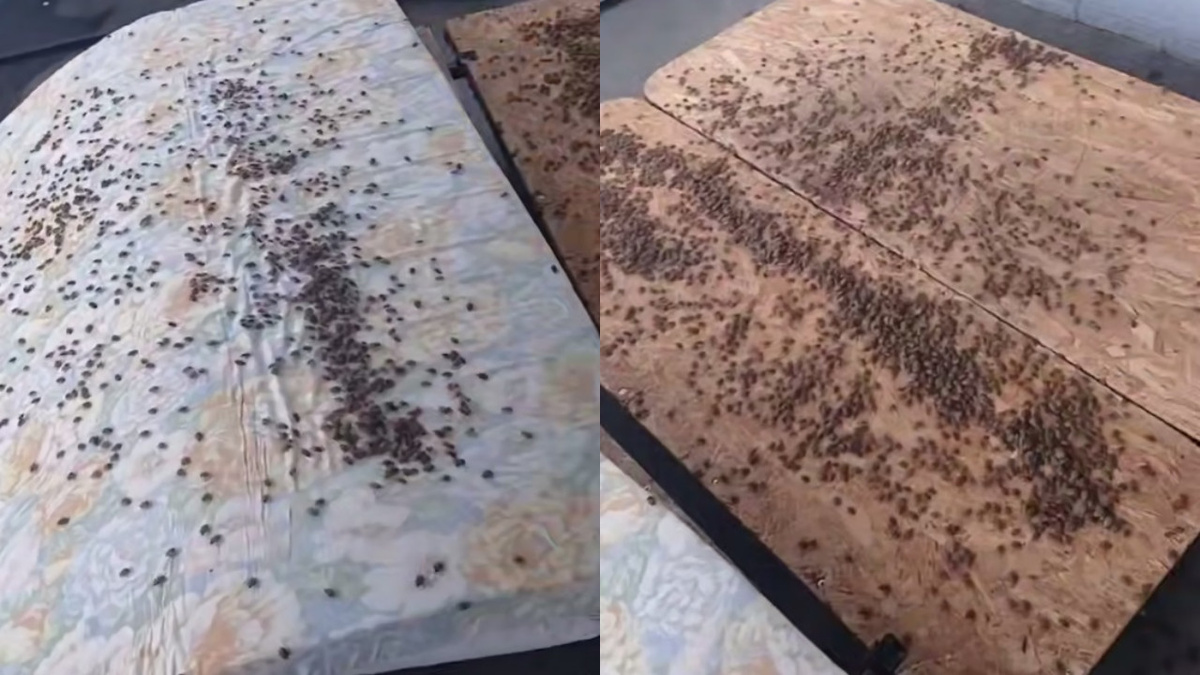 коллаж: pr scr Telegram/Типичный Сочи  📷
