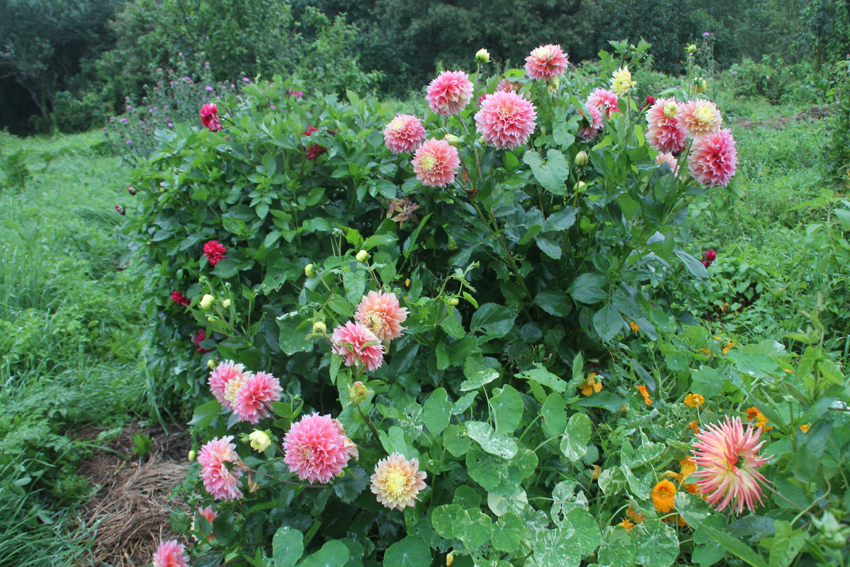 Домик в деревне в Псковской области. Фото Автора.