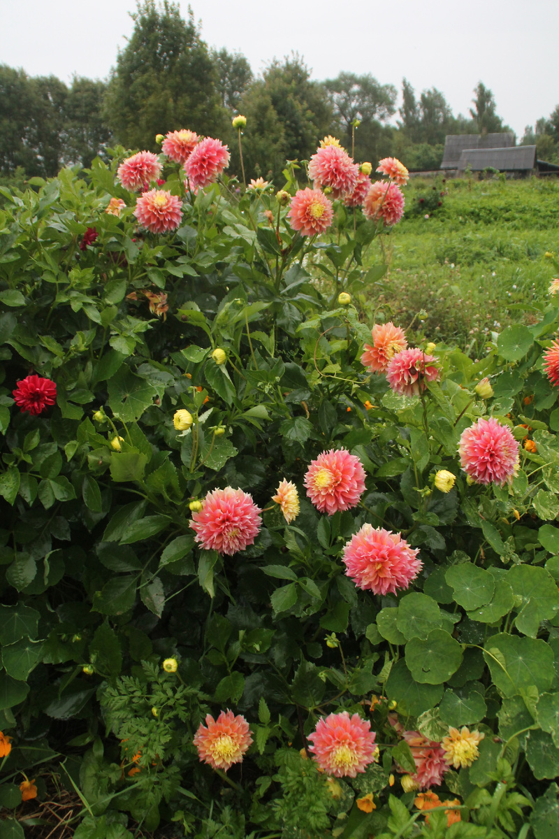 Домик в деревне в Псковской области. Фото Автора.