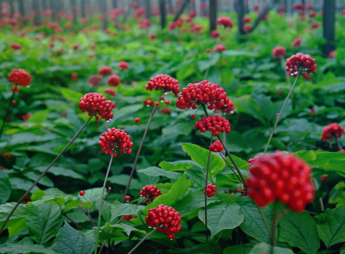 Красная книга России📷Женьшень обыкновенный (Женьшень настоящий, лат. Panax ginseng)
