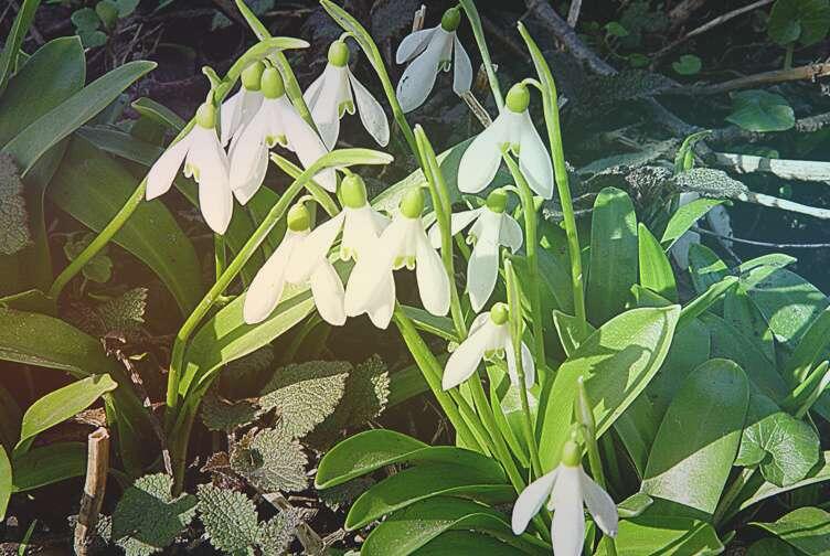 Красная книга России📷Подснежник широколистный (лат. Galanthus Platyphyllus)
