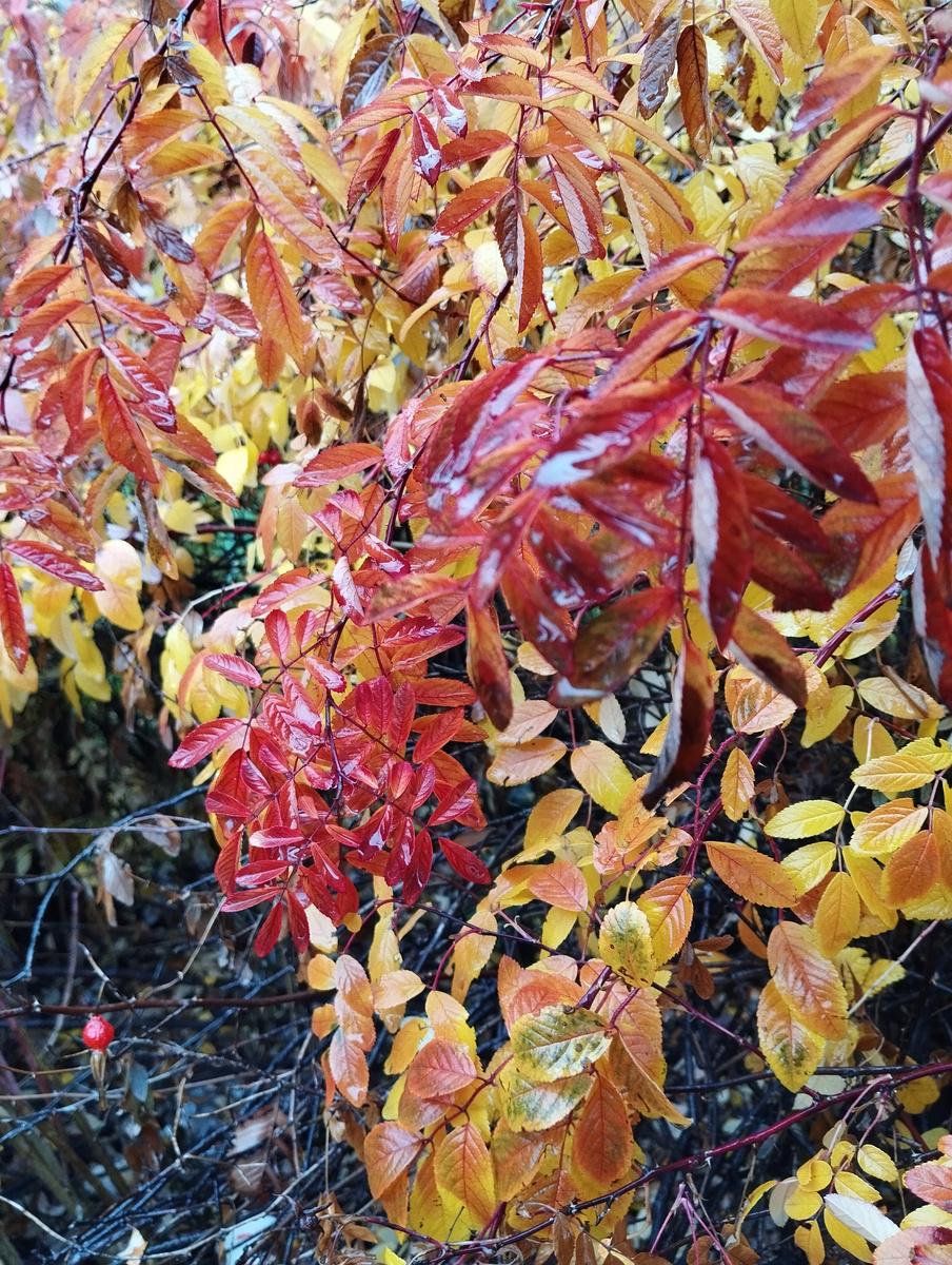 Все оттенки осени