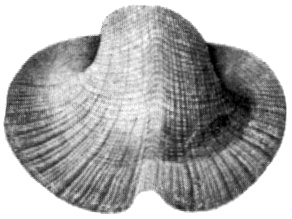 Буканопсис – древний представитель беллерофонтид.