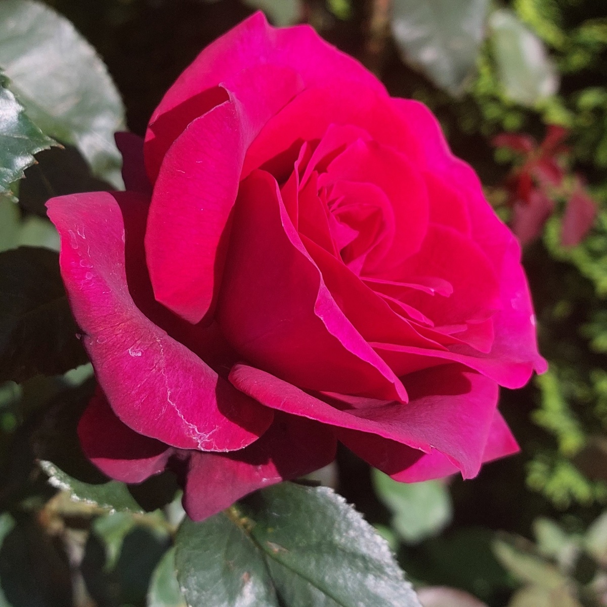 Какая это роза? Вечером после 21.00. напишу верный ответ. 