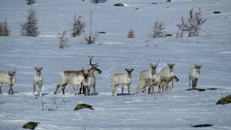     Северные олени. Алтайский заповедник