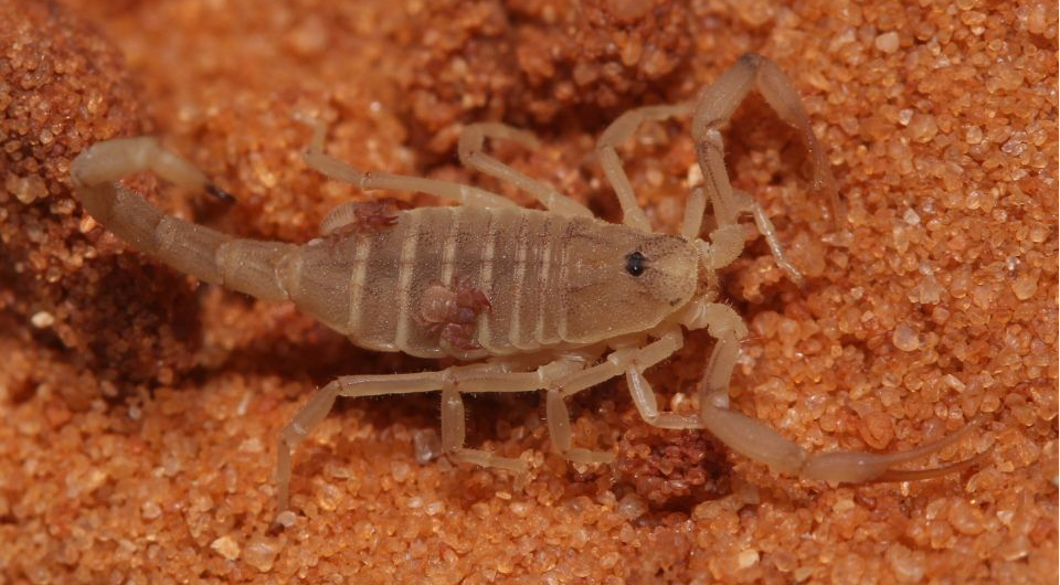 А приглашённые гости нашего фестиваля — ложноскорпионы. Вон они, едут на своём ездовом скорпионе! Крутые, правда?