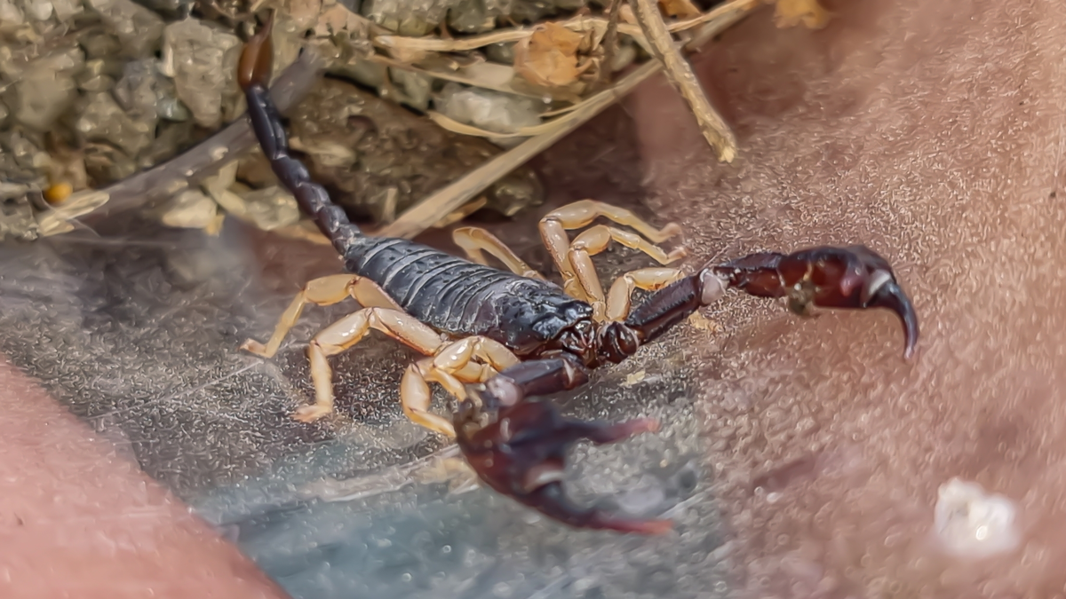 ������� ����� ���������� ��������...