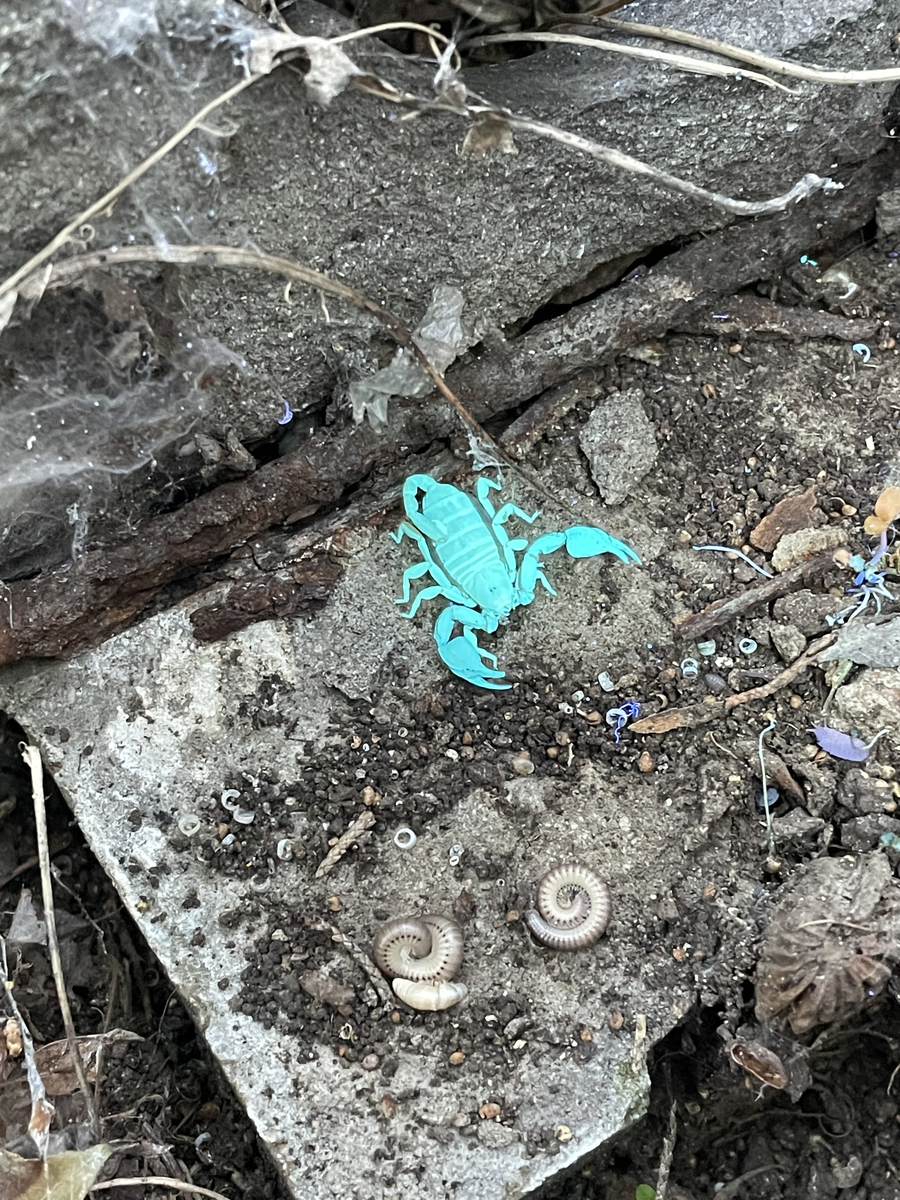 ������ �������� ����-�����? ������ ��� �� ���� ��������� ��������������. ����� ��� ��������� ���������� ����� ������ ��� ������� ��������������. �������������� ����� ��������� ���� ����������. 