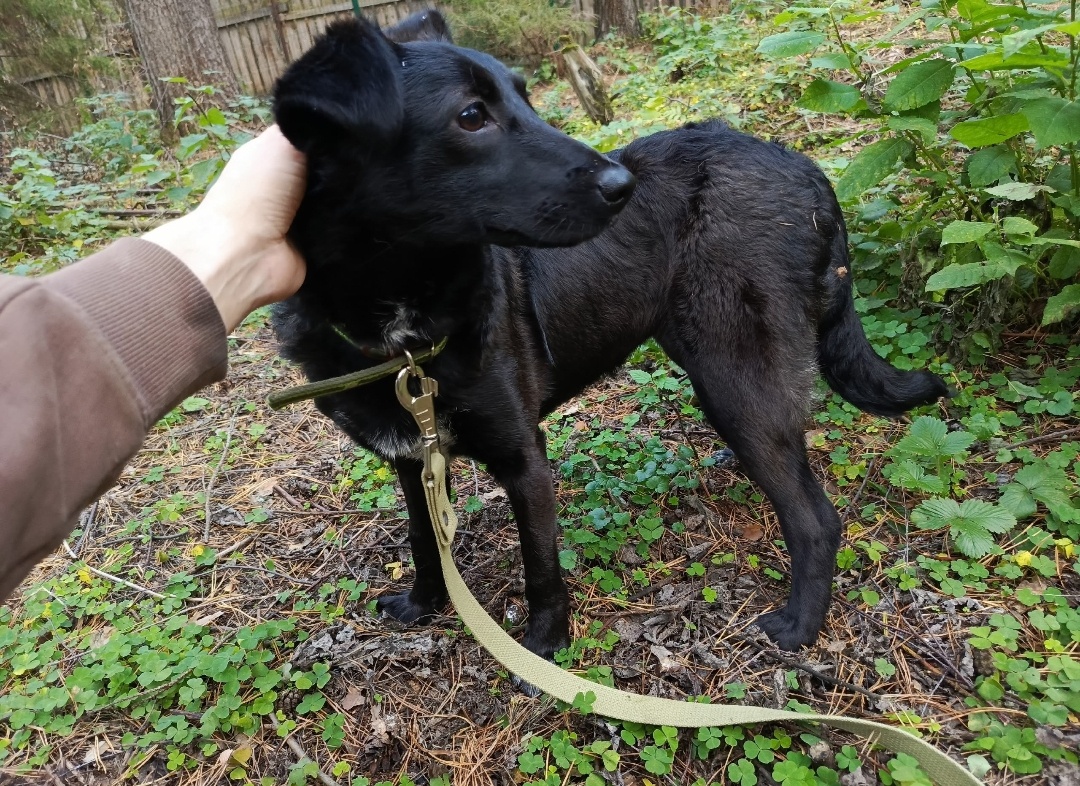 Элис около 6-7 месяцев, привита, стерилизована