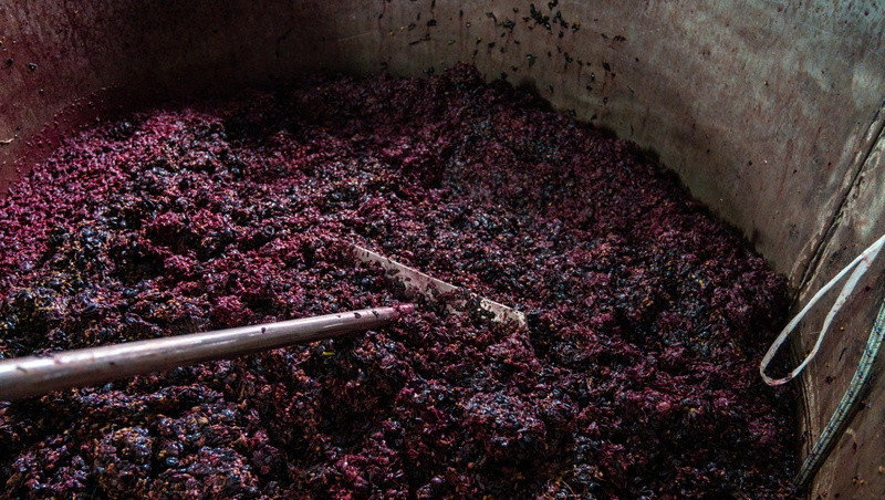    Виноград перед закладкой на брожение охлаждают, это замедляет его окисление Фото: Александр Скрыпник / / ИА «Победа26»