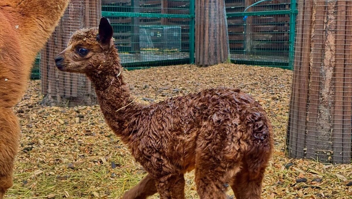     Источник: Группа ВКонтакте «Зоопарк Лесная Братва Екатеринбург»