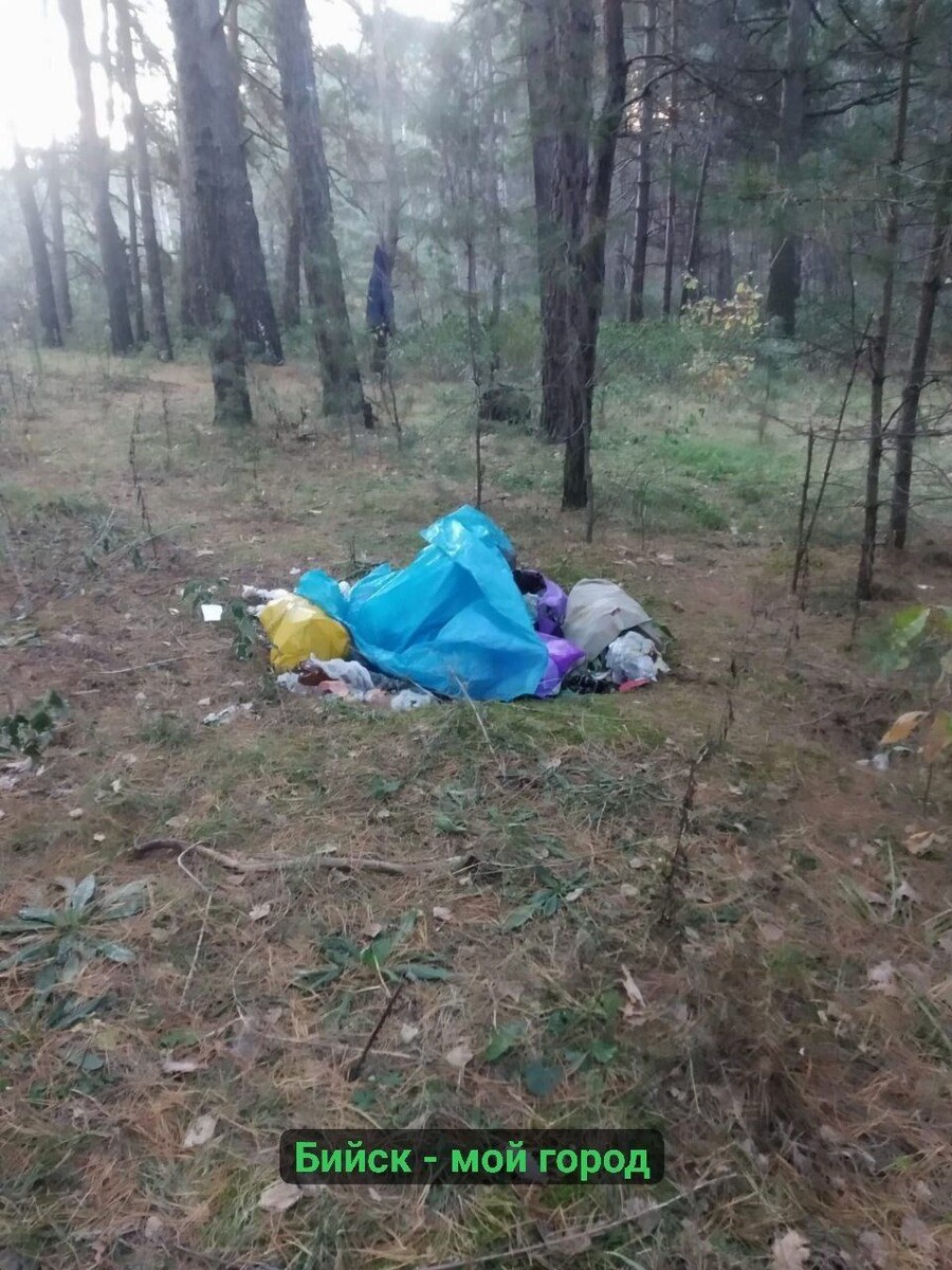    Мусор в лесу на АБ в Бийске. Источник: t.me/biworkBMG