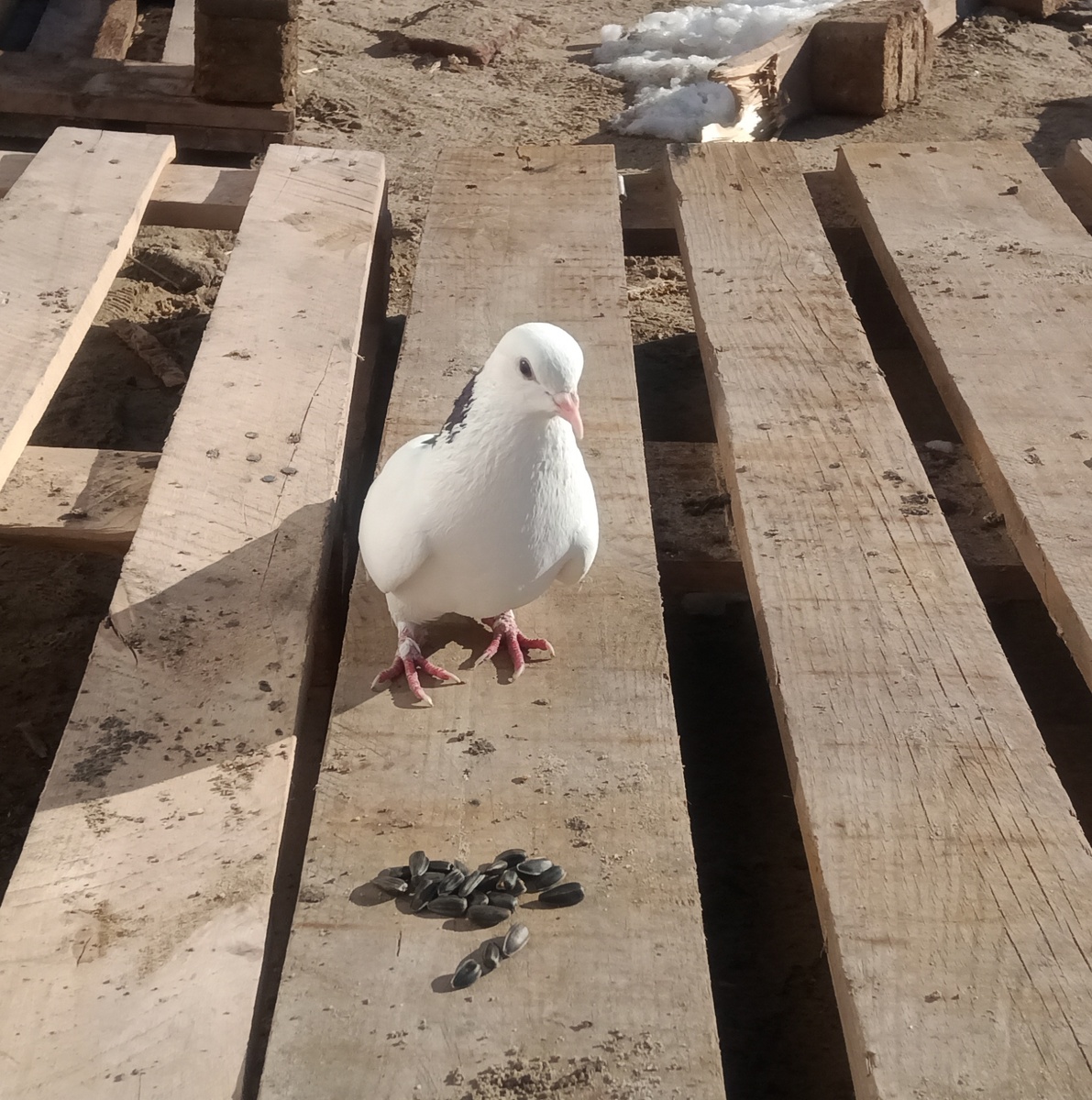 Смотрите какой красавец.