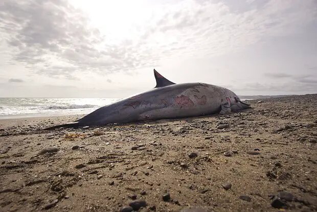    Фото: lenta.ru Олеся Шмелева