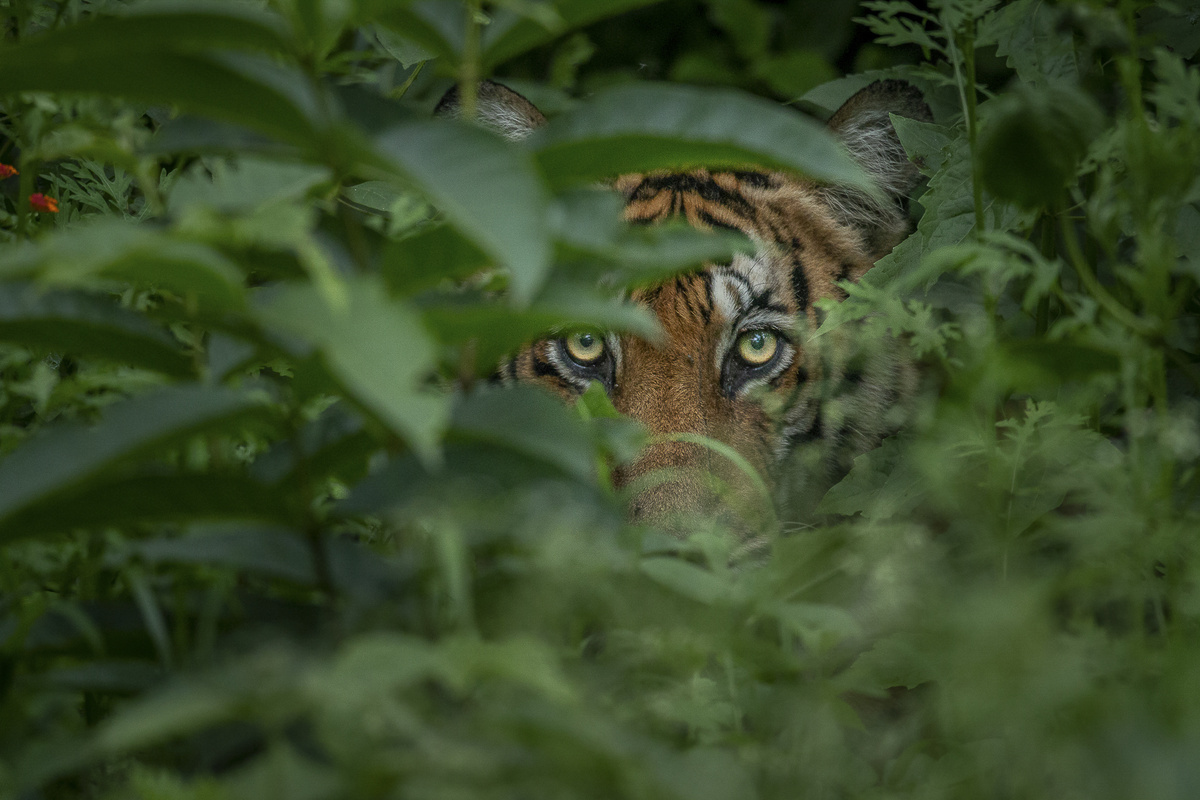 Рамачандиран Говиндарадж