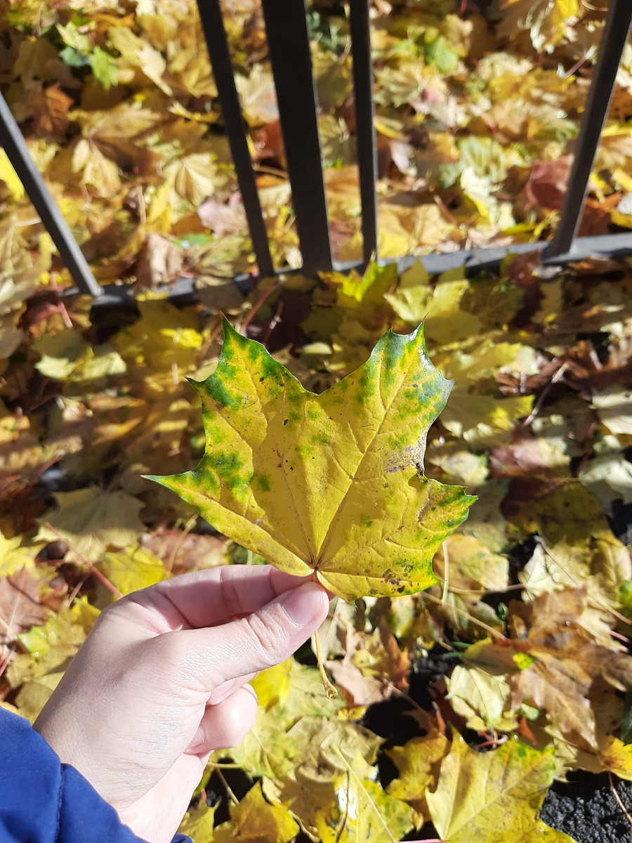 Фото автора