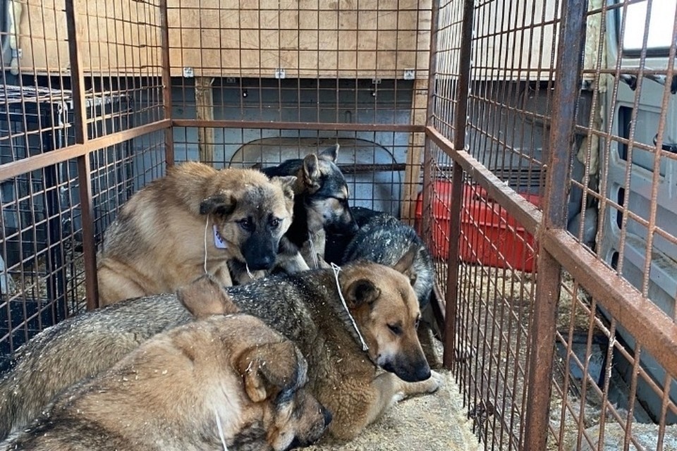    В Самарской области могут появится два приюта для бездомных животных на 3000 особей Светлана МАКОВЕЕВА