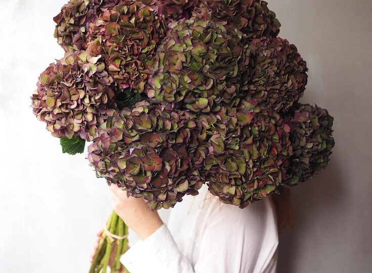 💐 Осенние сорта гортензий: находка для флориста