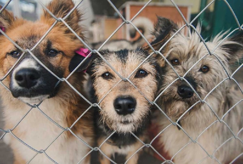 🐕🐈С 20 по 31 октября студенческий актив ВГУ совместно с центром волонтёрского движения университета проводит благотворительную акцию в