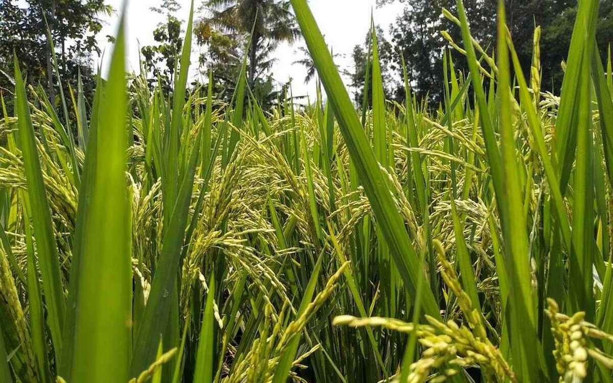    Российские рисоводы предложили снять экспортные ограничения и повысить пошлины на импорт Фото: Национальный рисовый союз