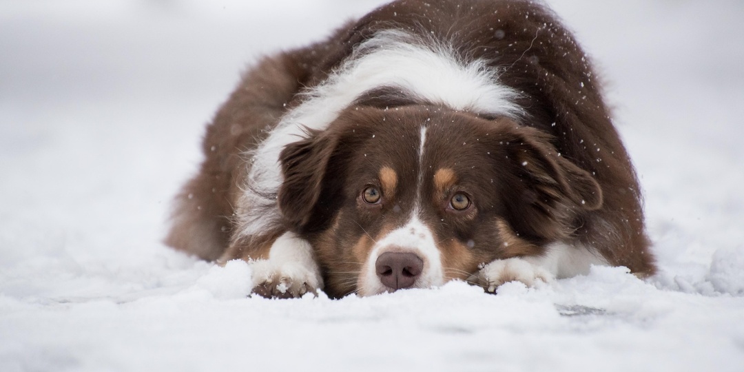 Чувство вины
