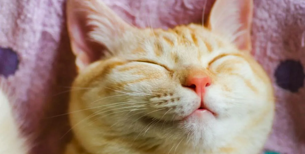 Здоровая и счастливая кошка: памятка хозяину...