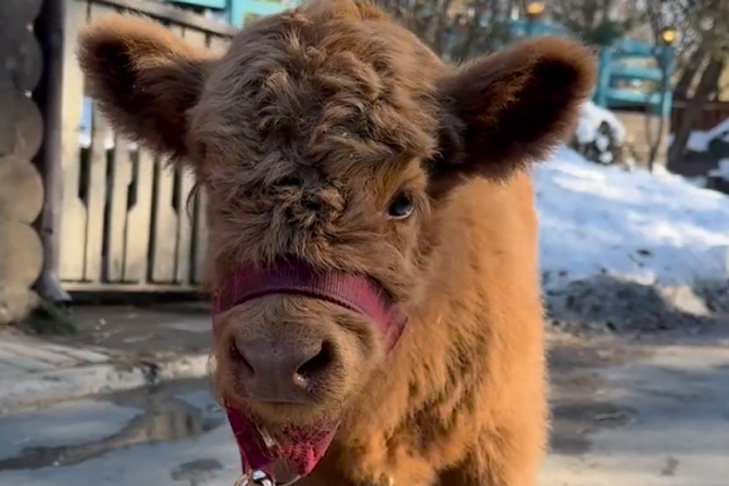   Кадр из видео Новосибирского зоопарка