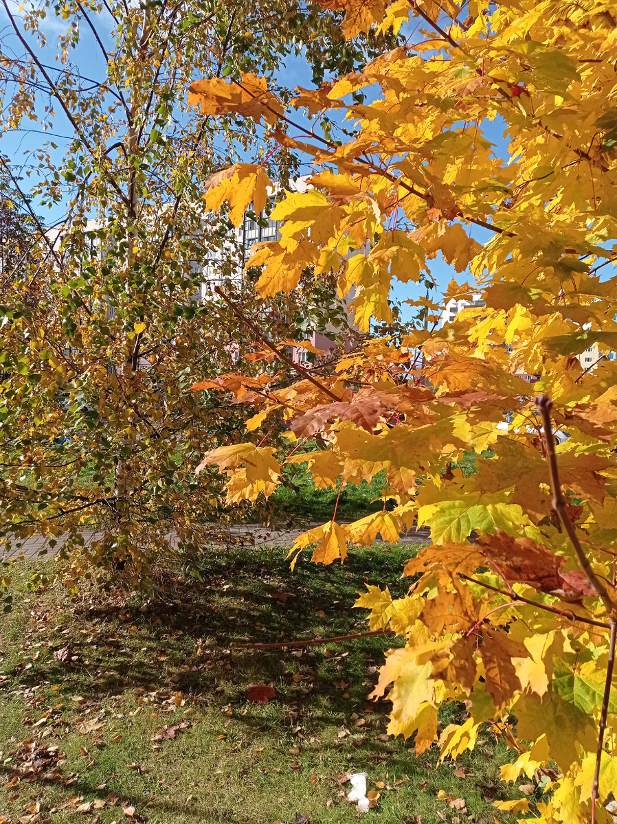 Золото октября. 