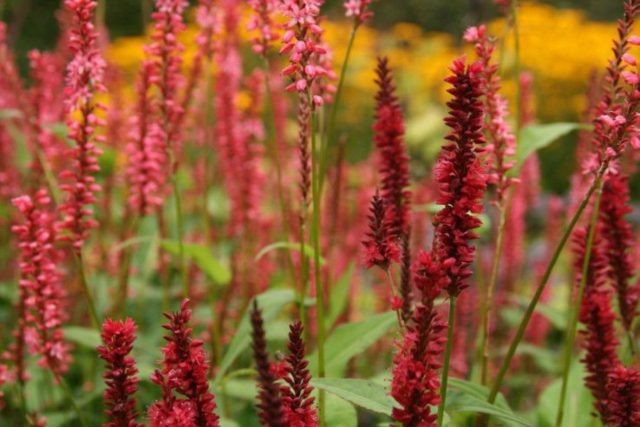 Горец свечевидный «Оранж Филд» (Persicaria amplex. ‘Orange Field’). © dachadacha  📷
