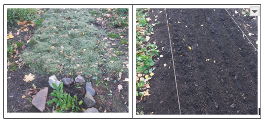 Оставленные стебли и мульча защищают корни от мороза