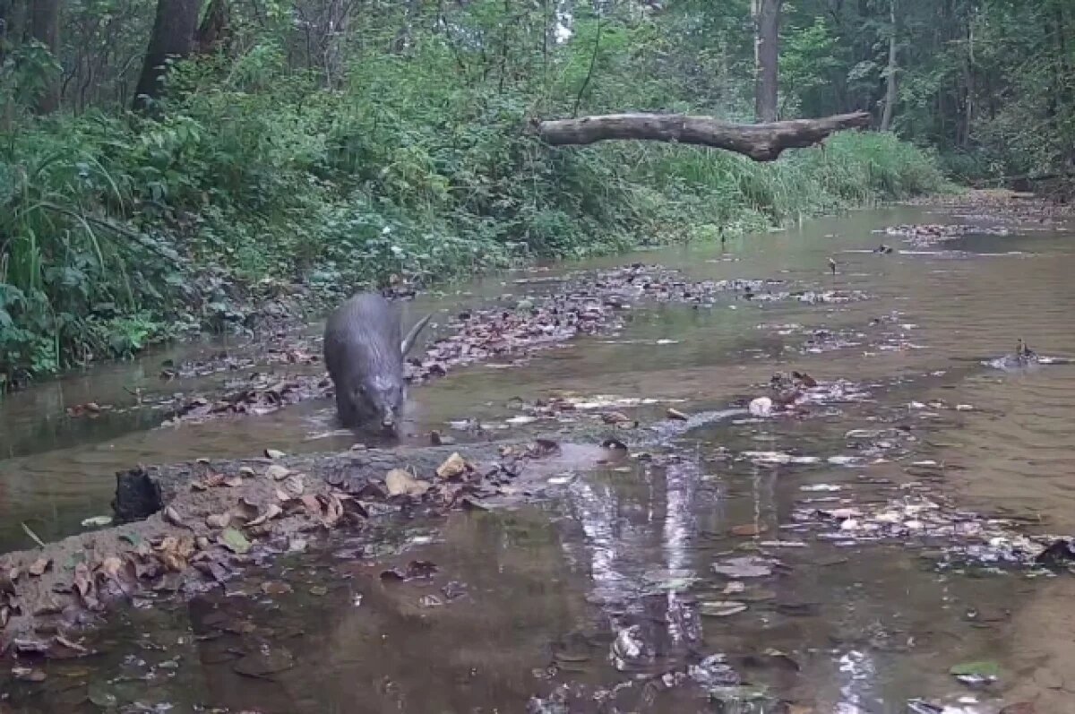    Скрытая камера засняла вблизи выдру в калужском лесу