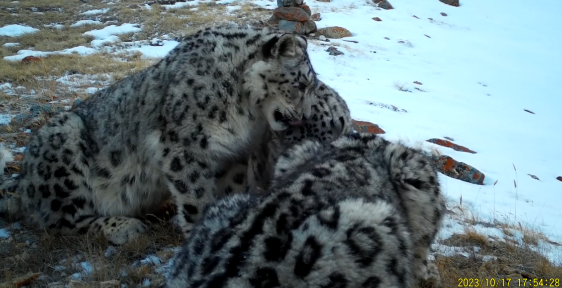   Фото: Межрегиональная Ассоциация «Ирбис»