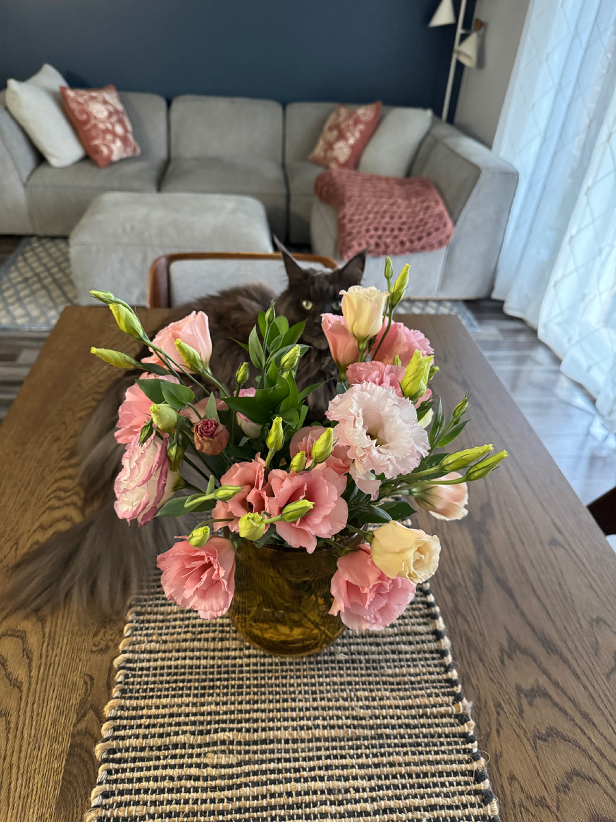 Дурында серая