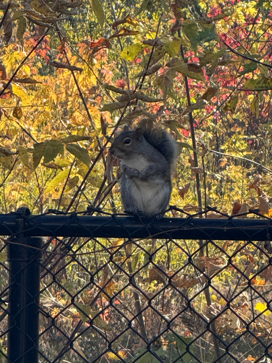 СирОта номер 1