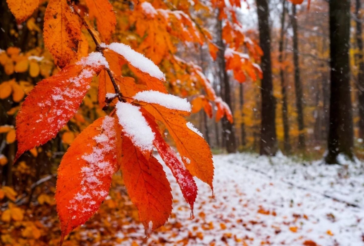    Выходные в Хабаровском крае будут снежными и холодными, но затем потеплеет