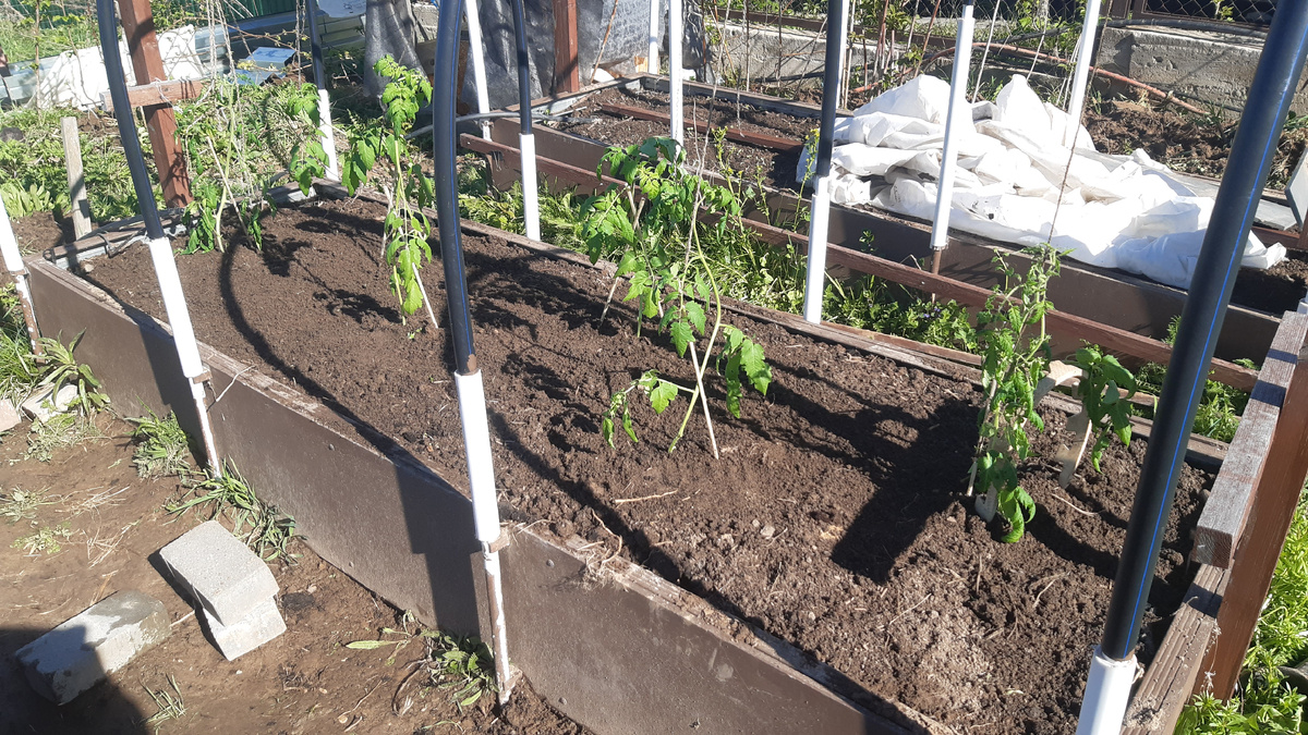 высадил рассаду 4 мая