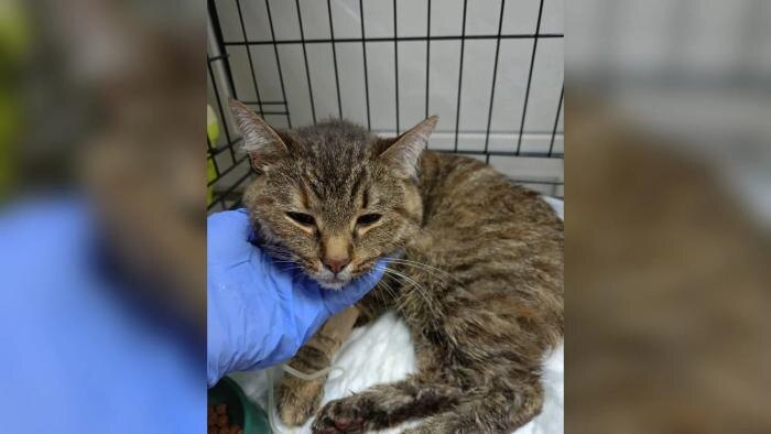 Обложка © Telegram / SHOT ПРОВЕРКА