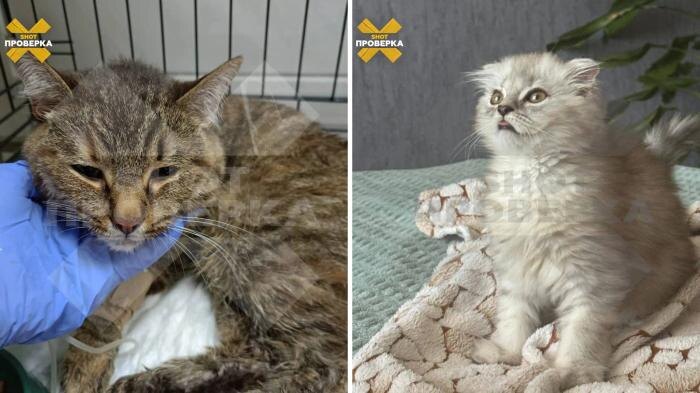 Пушистика, которые находились в ветклинике. Фото © Telegram / SHOT ПРОВЕРКА