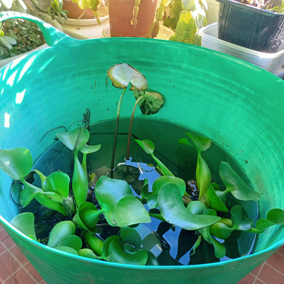 Нимфея и водный гиацинт