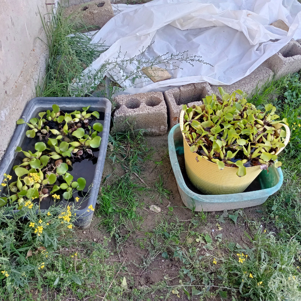 Водные гиацинты