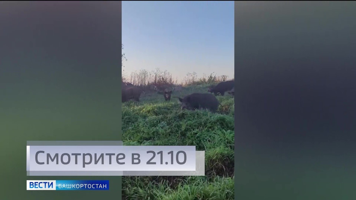    О конфликте сельчан и владельцев свиней в Башкортостане расскажем в репортаже «Вестей»