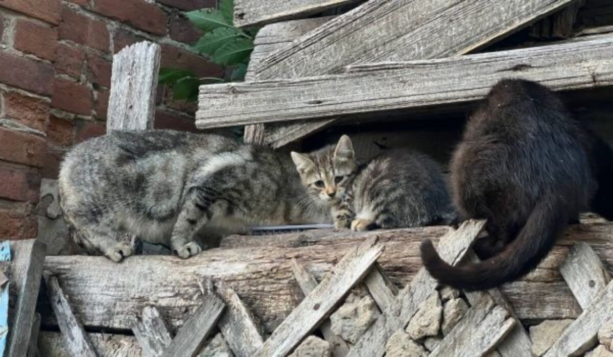     Аварийный дом. Источник: samadm.ru Автор фото: Анастасия Темникова