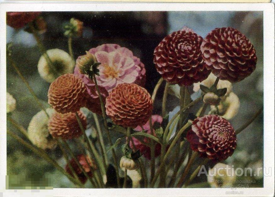 Почтовая открытка, СССР, 1966 года, оформление фотохудожника П. И. Смолякова, 