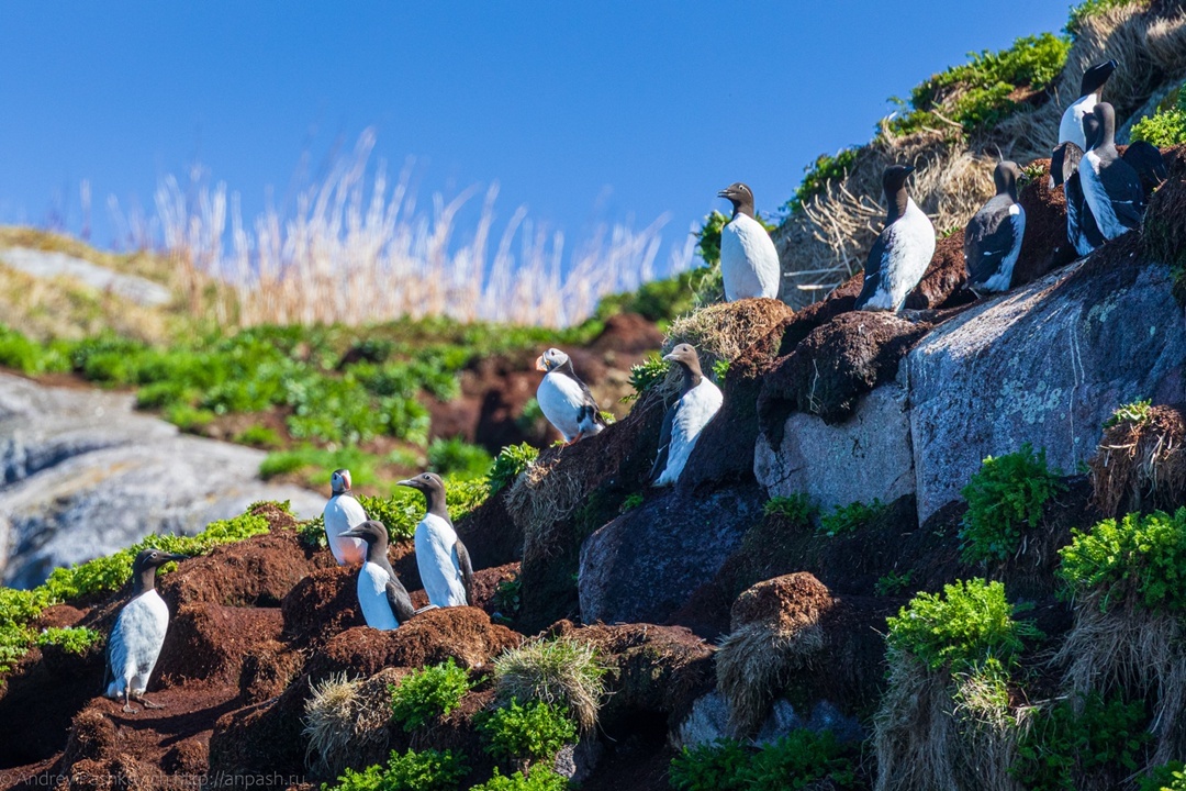 Тупики среди кайр. Фото: Андрей Пашкевич